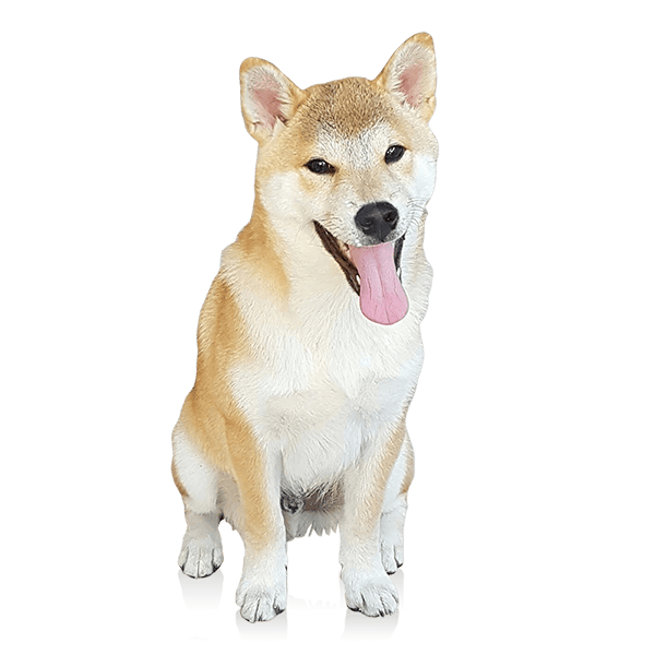 https://pre-kr.bombom.com/Media/Image/ba095ef9-3f11-4b0c-ab98-a5070ec55366.png